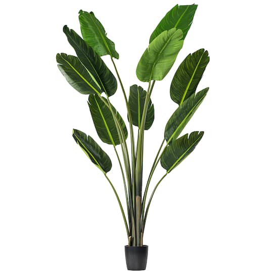6ft. Potted Travellers Palm Tree